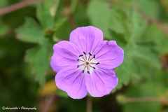 Geranium wallichianum