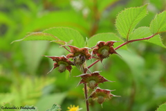 Rubus pedunculosus