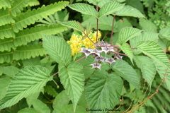 Rubus pedunculosus