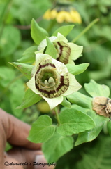 Codonopsis rotundifolia