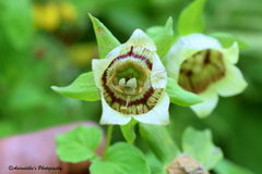 Codonopsis rotundifolia