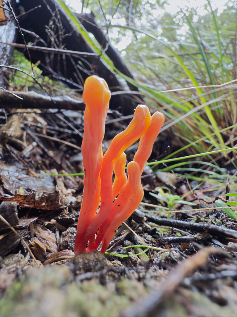 Clavulinopsis sulcata · July 2025 · photo: © jeremy_rolfe (iNaturalist, cc-by)