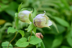 Codonopsis rotundifolia