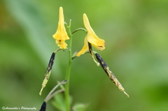 Corydalis cornuta