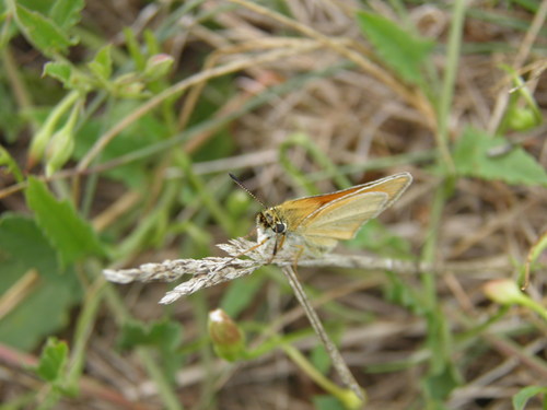 Juodbuožis Storgalvis