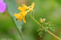 Corydalis cornuta