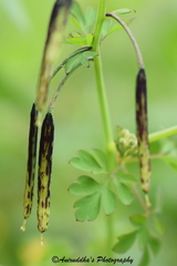 Corydalis cornuta