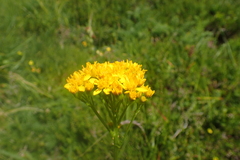 Jacobaea adonidifolia