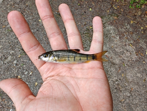 Taiwan barb (Acrossocheilus paradoxus) — Cyprinidae — 2