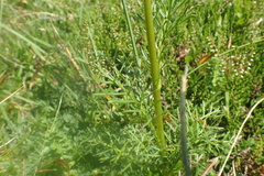 Jacobaea adonidifolia