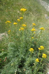 Jacobaea adonidifolia