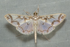 Polythlipta