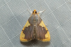 Rehimena