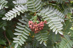 Sorbus microphylla