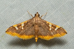 Prophantis octoguttalis
