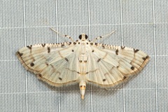 Pycnarmon glaucias
