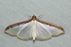 Cydalima laticostalis