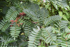Sorbus microphylla