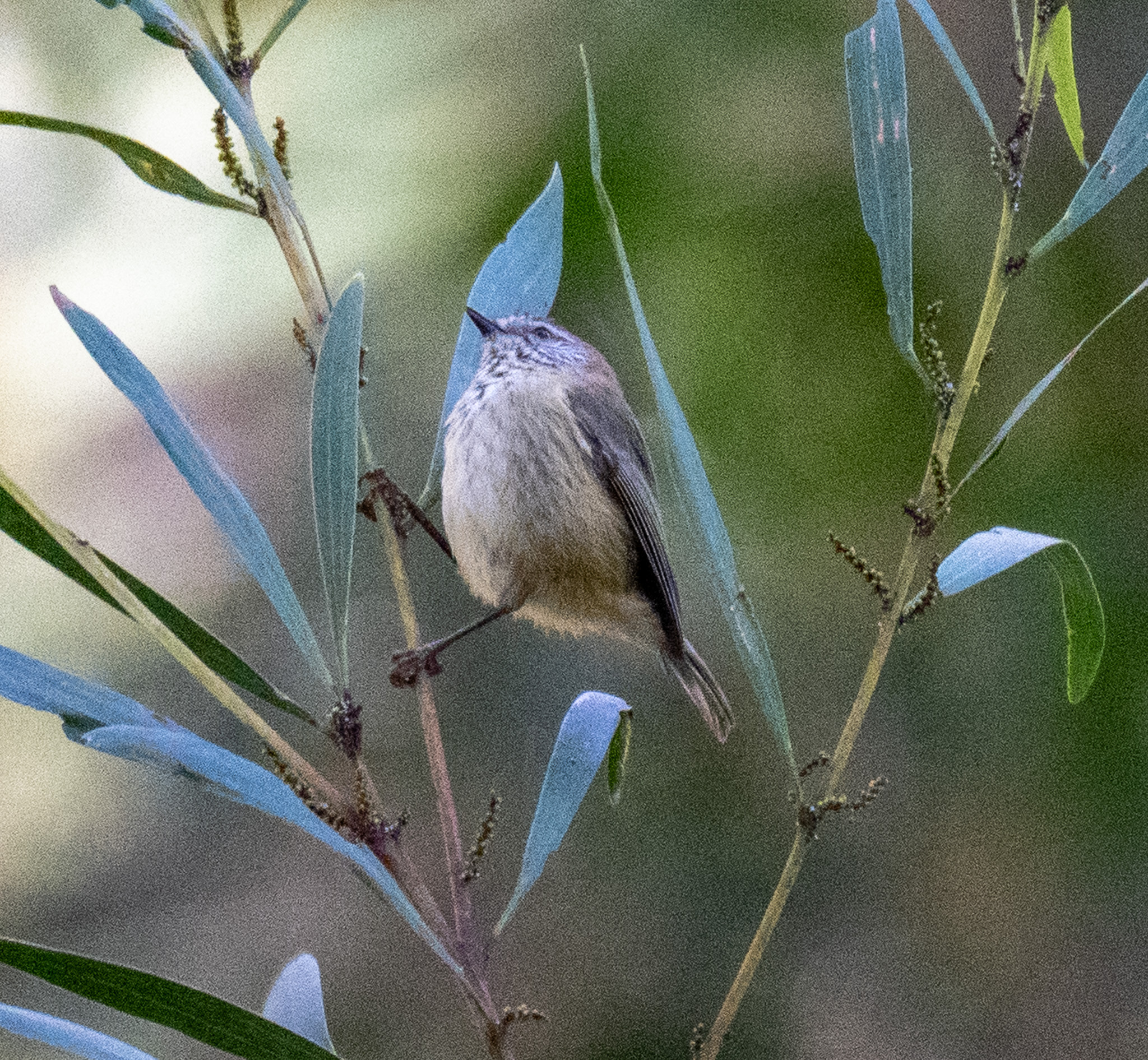 Acanthiza lineata Gould, 1838