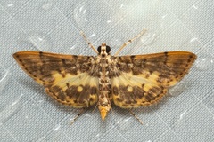 Tylostega