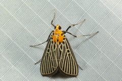 Tyspanodes exathesalis