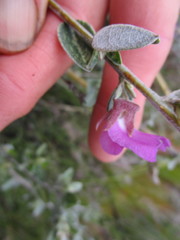 Podalyria biflora