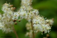 Filipendula vestita