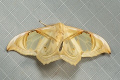 Macrauzata melanapex