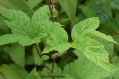Filipendula vestita