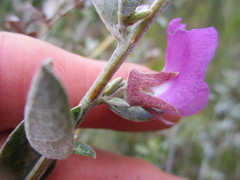 Podalyria biflora