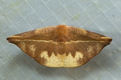 Oreta perobliquilinea