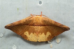 Oreta perobliquilinea