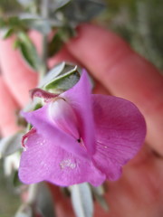 Podalyria biflora