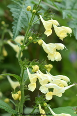 Nepeta govaniana