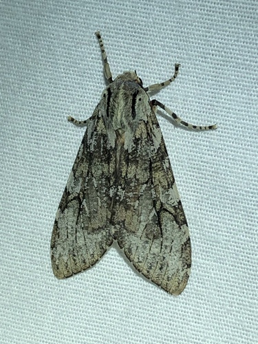 Pseudohemihyalea splendens