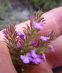 Muraltia ciliaris