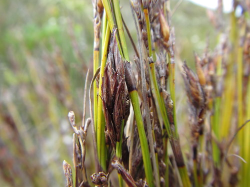 Image of Tetraria fasciata by (c) douglaseustonbrown, some rights reserved (CC BY-SA)