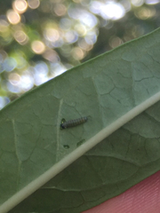 Danaus gilippus