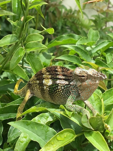 Böhme’s two-horned chamaeleon, Kinyongia boehmei