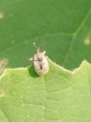 Acallopistus vellicosus