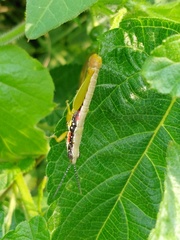 Orthacridini