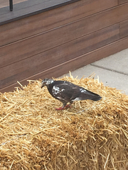 Columba livia