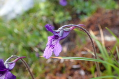 Pinguicula grandiflora