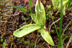 Pinguicula grandiflora