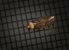 Mimobrachyoma maculifera