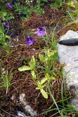 Pinguicula grandiflora