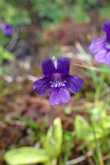 Pinguicula grandiflora