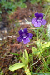 Pinguicula grandiflora
