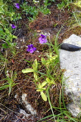 Pinguicula grandiflora