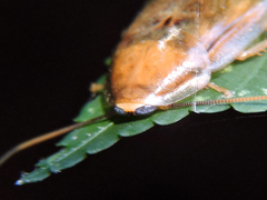 Panchlora cahita